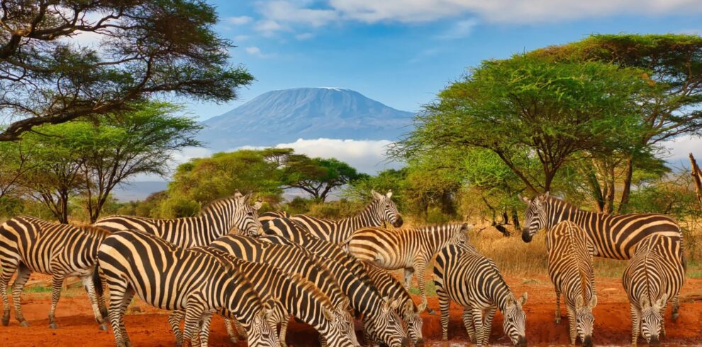 Kenya-Amboseli-National-Park