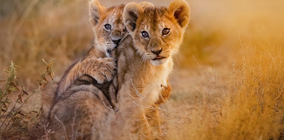 lions