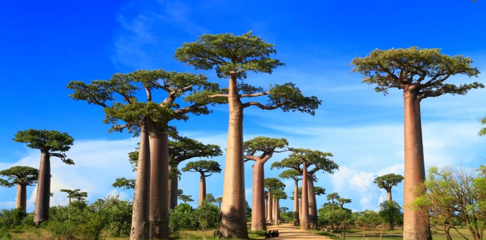 0-Madagascar-0