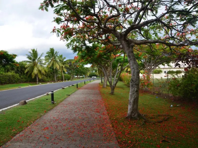 Fiji-03